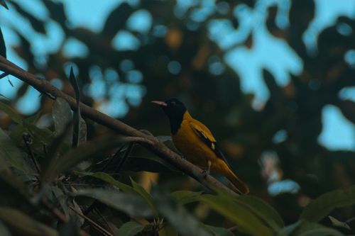 Free Black hooded oriole Stock Photo