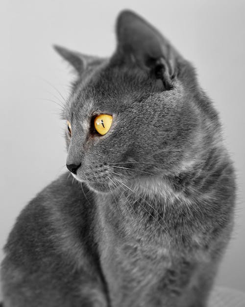 Close-up of a Cat with Gray Fur and Yellow Eyes