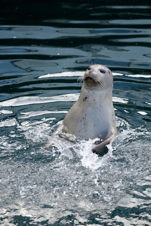 Free A cute seal playfully splashing around in the ocean during a sunny day. Stock Photo