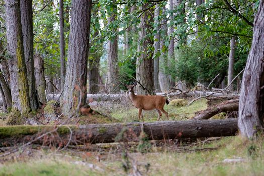 Captivating image of a wild deer in a dense forest setting, showcasing nature's tranquility.