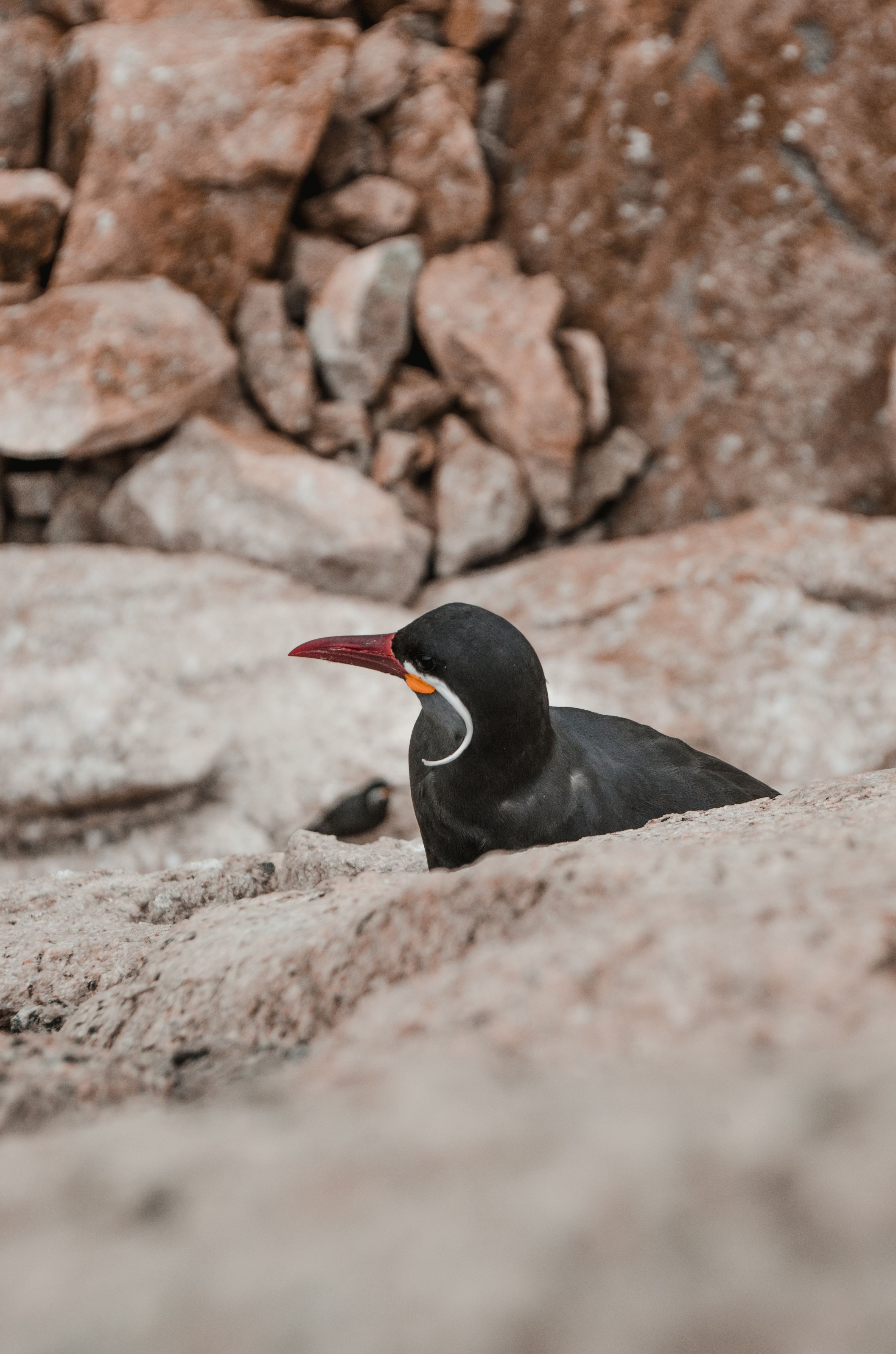 Bird among Rocks · Free Stock Photo