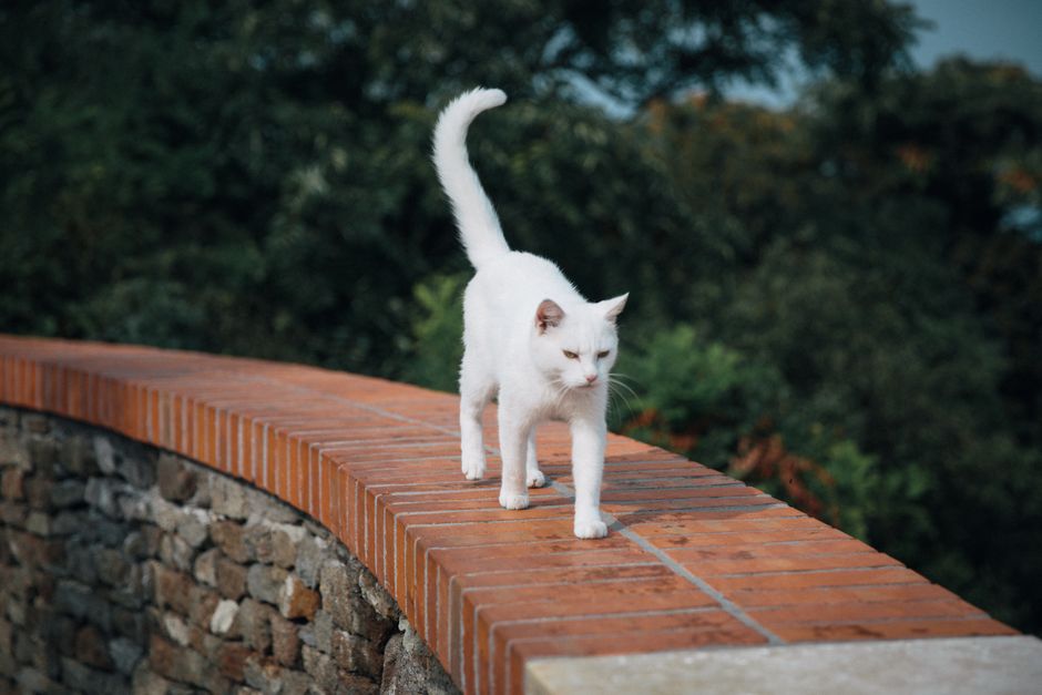 A serene white cat gracefully walks along a brick wall in Tihany, Hungary.