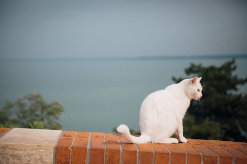 Bezpłatne Darmowe zdjęcie z galerii z biały kot, fotografia zwierzęcia, futrzany Zdjęcie z galerii