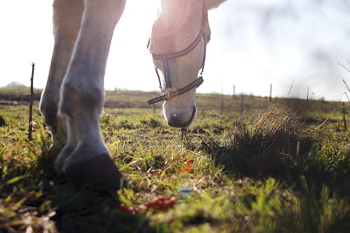 Fotografia Aproximada De Um Cavalo Em Pé Na Grama Verde