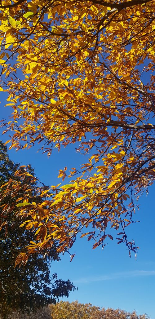 Free Autumm Stock Photo