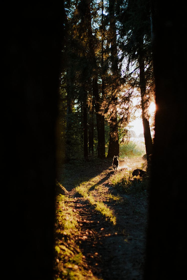 Dog Running In Forest In Sunset Sunlight