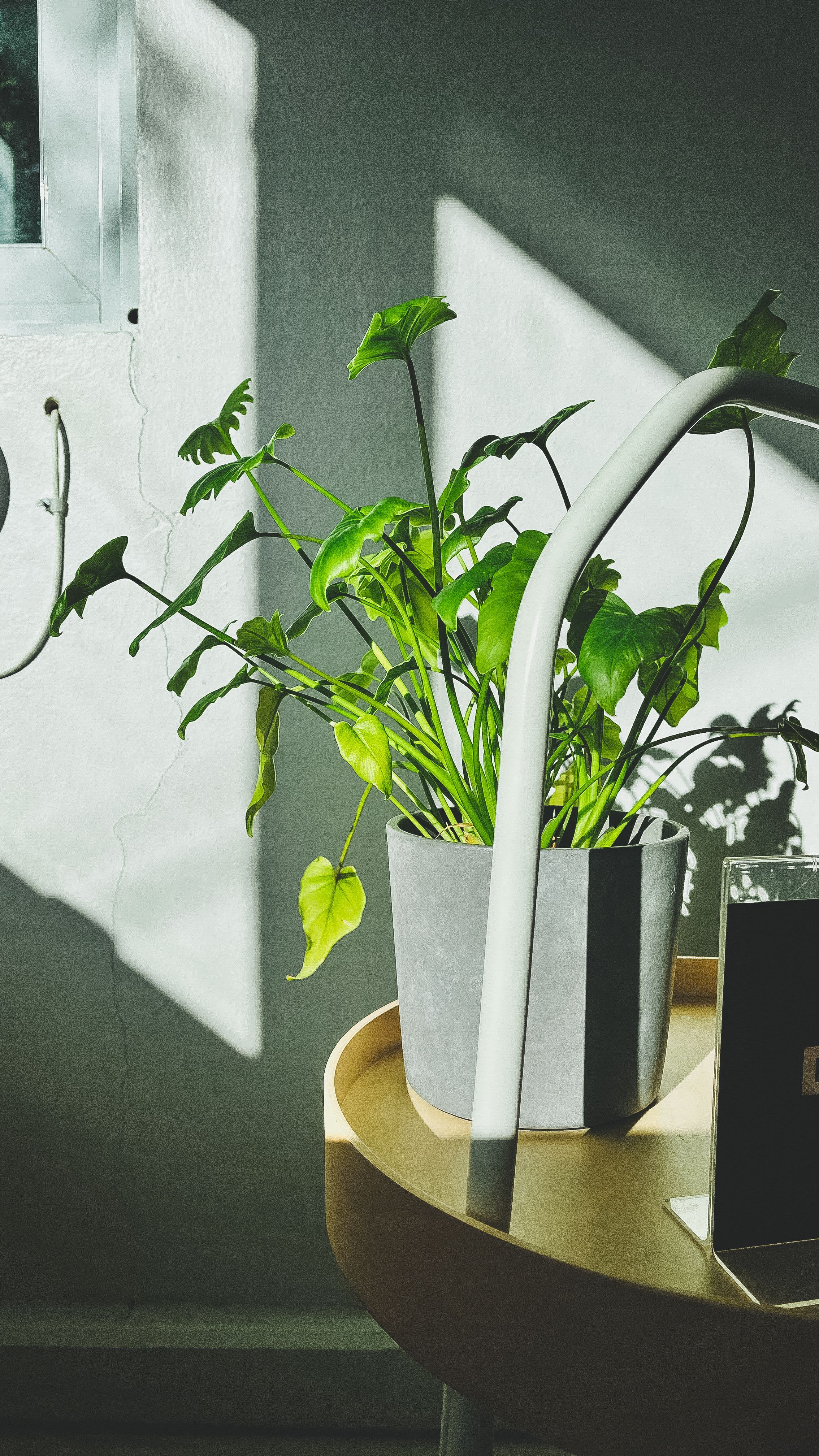A Potted Plant on a Table · Free Stock Photo