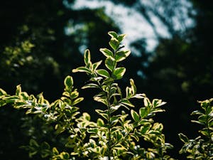Free stock photo of branch, color, evergreen