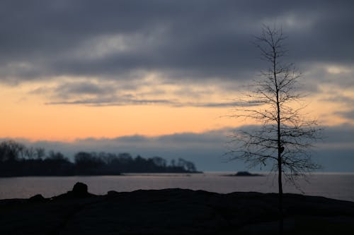 Silhouetted Ground and Tree with a Body of Water in the Background at Sunset 