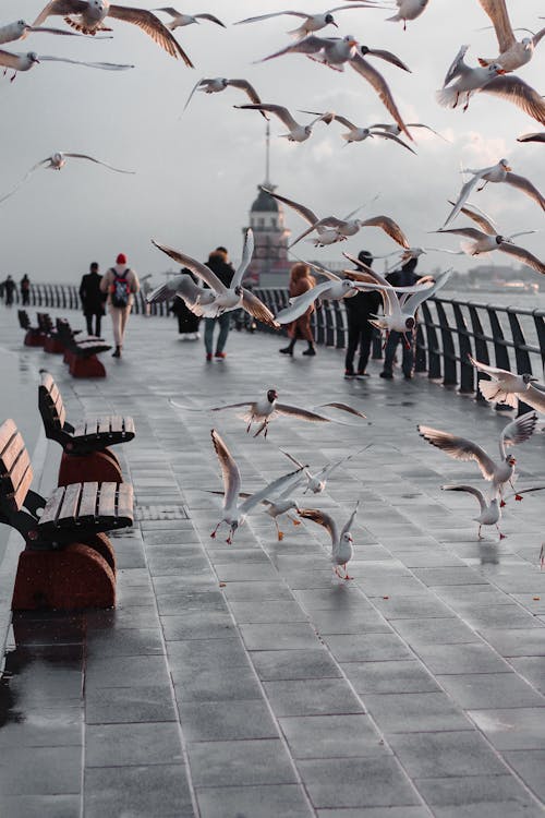 Seagulls Flying in Port near Sea