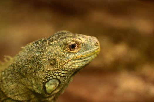 Detailed close-up of a green iguana showcasing scales and texture in natural habitat.