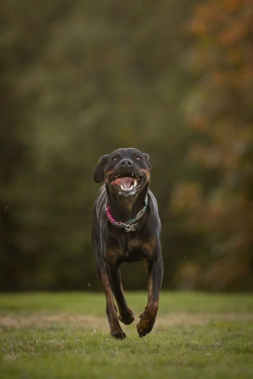 Free Energetic Rottweiler in midair action running through a grassy field. Stock Photo