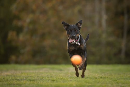 Dog Chasing a Ball in a Park 