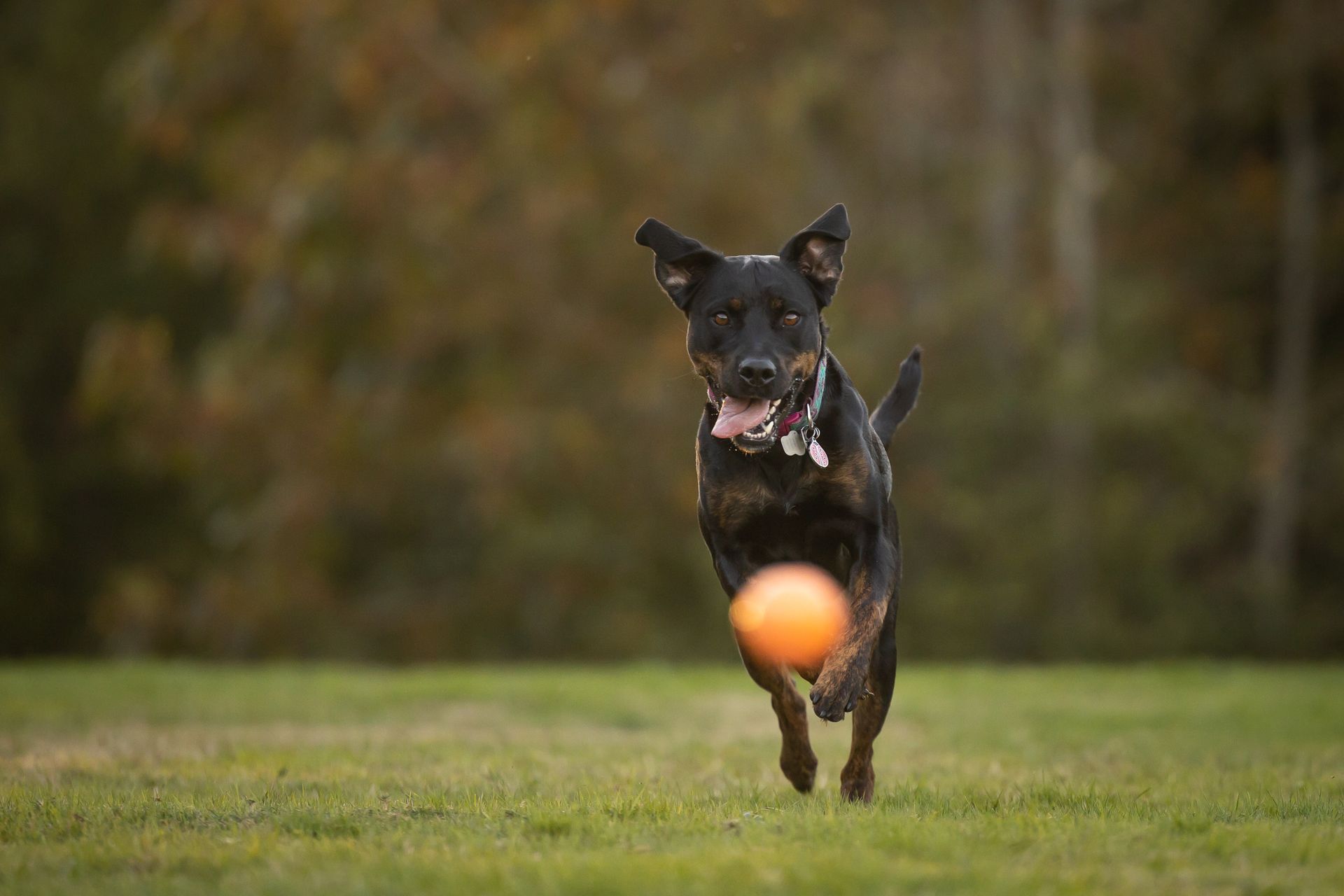 Dog Chasing a Ball in a Park