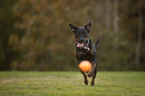 Free Playful dog enthusiastically runs after a toy ball in a park setting, showcasing energy and fun. Stock Photo