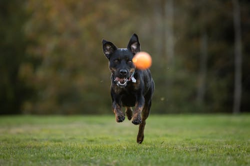 A Black Dog Chasing the Orange Ball 