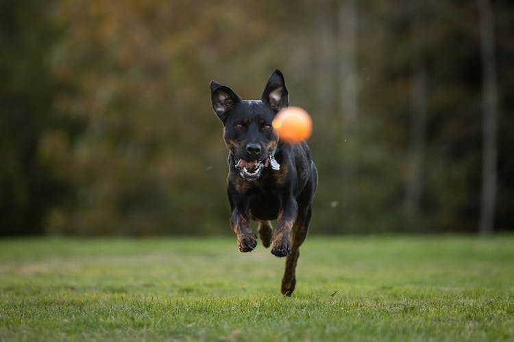 A Black Dog Chasing The Orange Ball 