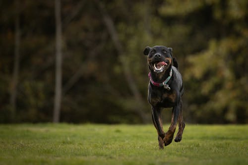 Dobermann Dog Running on Green Grass Field
