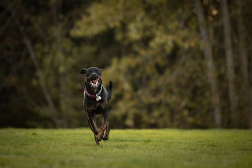 A Black Dog Running Freely on the Grass Field 