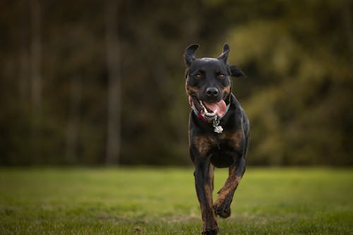 Close-Up Shot of a Polish Hunting Dog Running on Green Grass
