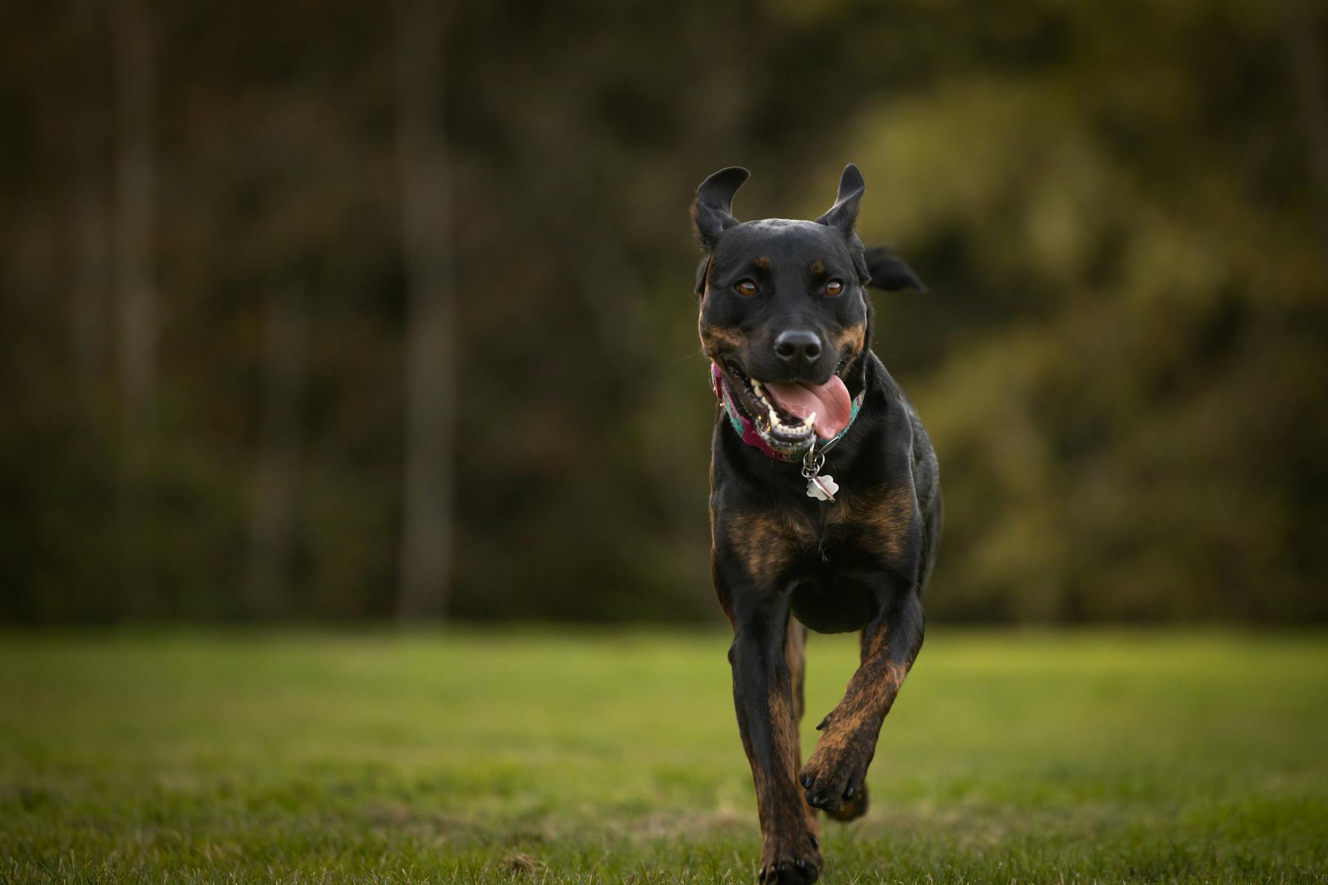 Close-Up Shot of a Polish Hunting Dog Running on Green Grass