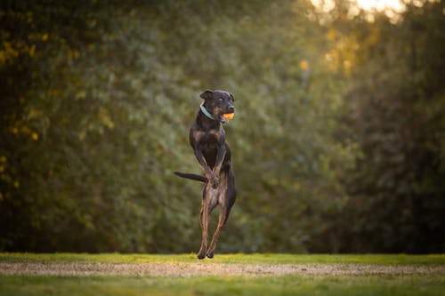 Black Dog Having Fun Outside Catching Ball