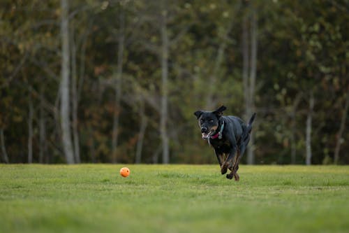 A Black Dog Chasing a Ball on a Meadow with Trees in the Background 
