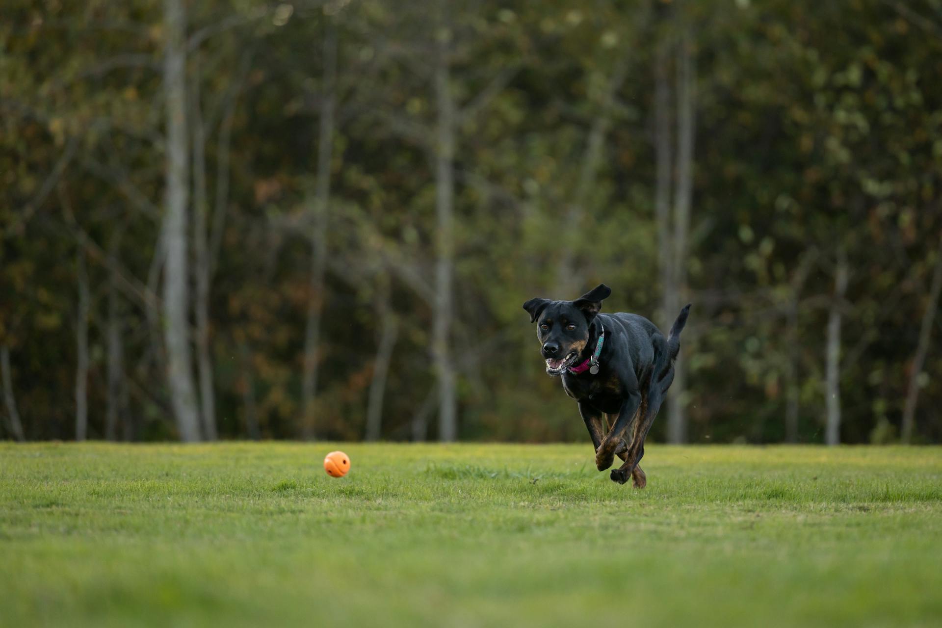 A Black Dog Chasing a Ball on a Meadow with Trees in the Background