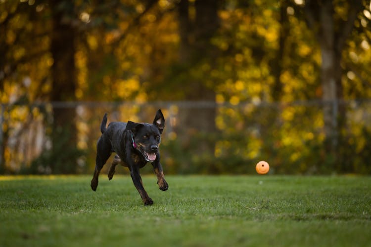 Black Dog Having Fun Outside Chasing Ball