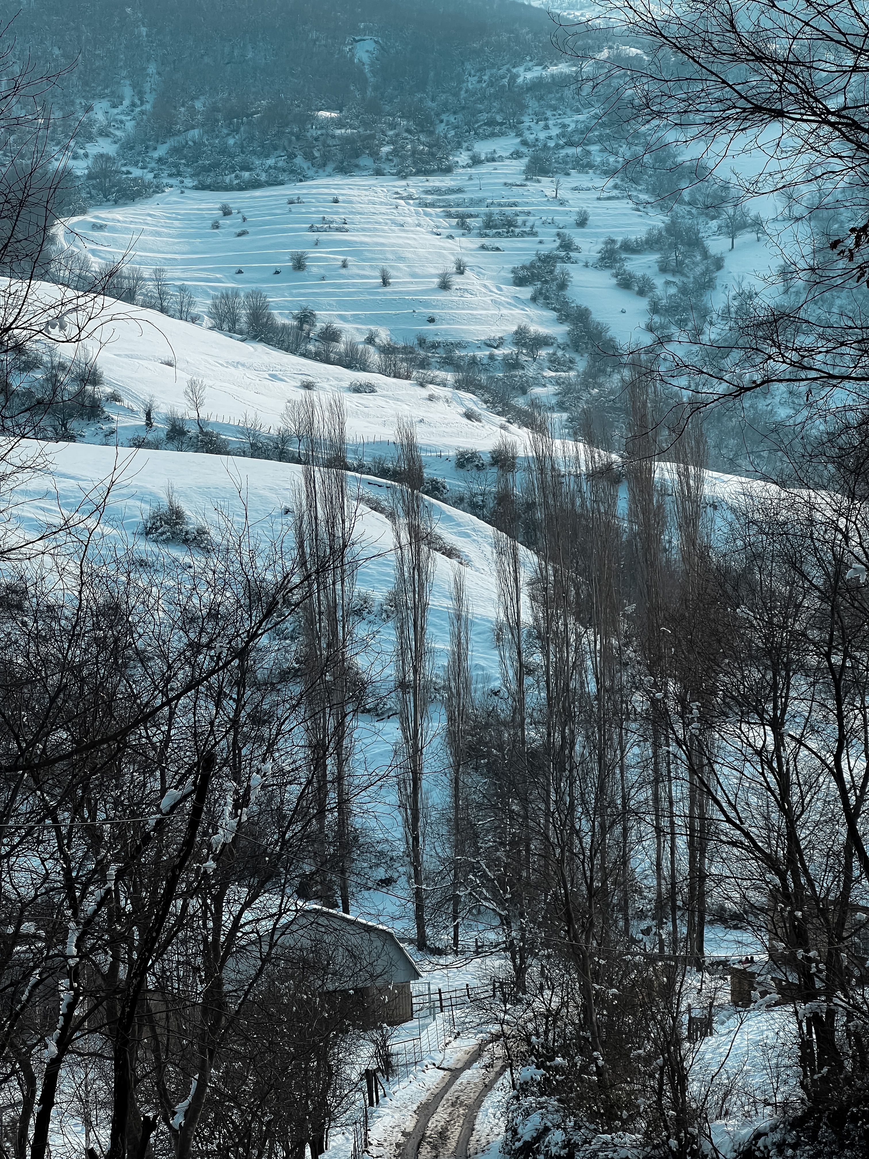 Idyllic snowy hills and trees in Yardimli, Azerbaijan during winter.