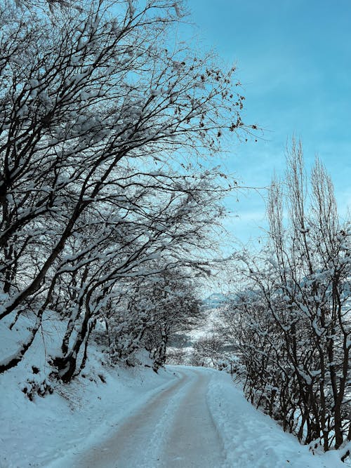 Road in Forest in Winter