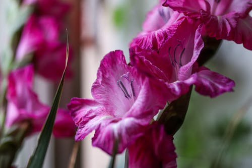 Gladiol Bunga Impulse Merah Muda