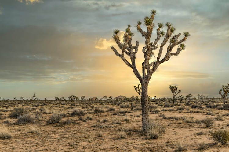 Joshua Trees On The Desert