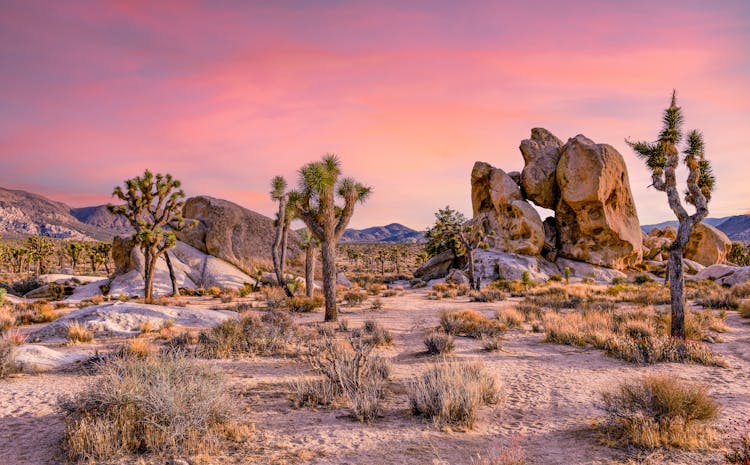 Joshua Trees On Desert