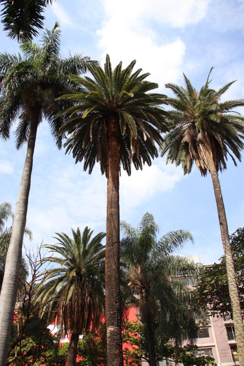 Free Vertical shot of tall palm trees against a bright blue sky with clouds, captured from a low angle. Stock Photo
