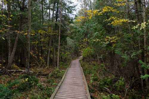 Free A serene wooden pathway leads through a lush forest in early autumn, showing vibrant foliage. Stock Photo