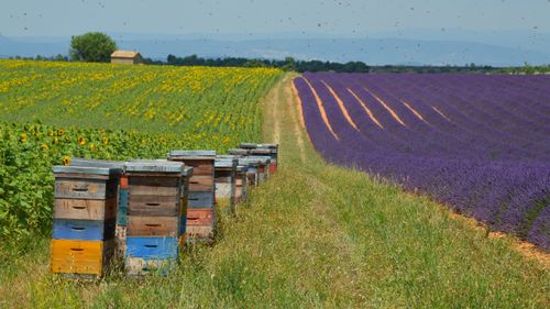 Ruches install&eacute;es dans un pr&eacute;