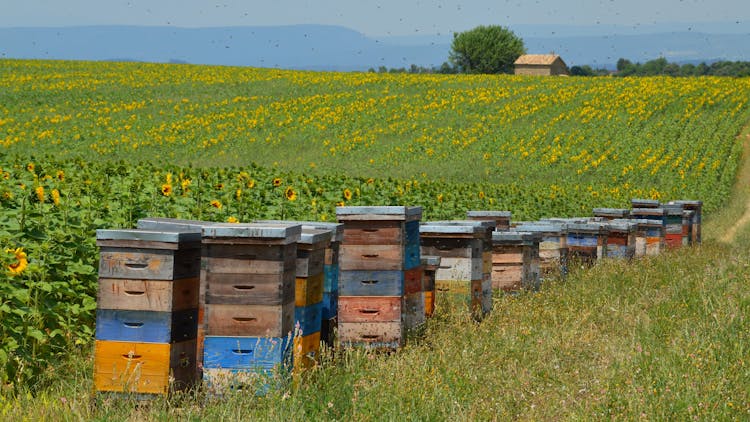 Beehives And Sunflowers Field