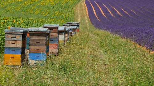 Beehives between Lavender and Sunflowers Fields