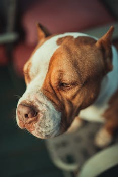 A detailed close-up of a bulldog's face exuding calm and composition.