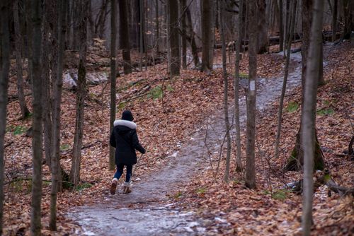 Free A person in a black jacket walks along a forest path covered in fallen leaves. Stock Photo