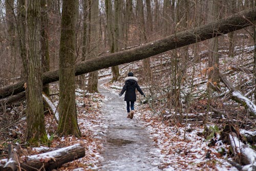 Kostenloses Stock Foto zu einfrieren, gehen, holz