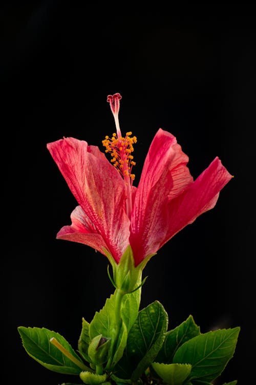 Fotobanka s bezplatnými fotkami na tému flóra, ibištek, kvet