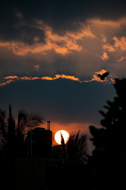 구름, 새벽, 수직 쐈어의 무료 스톡 사진