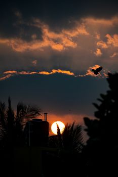 Vivid sunset with silhouetted bird and palm trees against a dramatic sky.