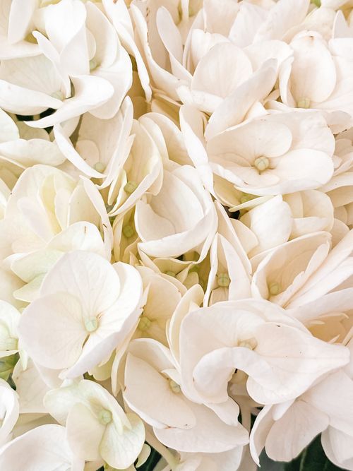 Free Elegant close-up of white hydrangea flowers showcasing intricate petal details. Stock Photo