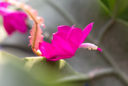 Darmowe zdjęcie z galerii z flora, flora himalajska, flora kwiatowa