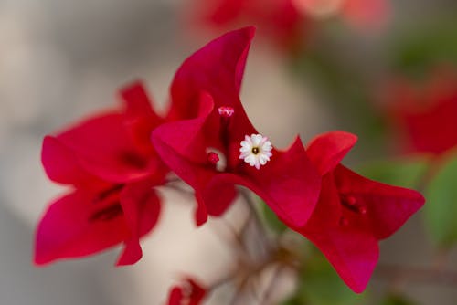 Darmowe zdjęcie z galerii z flora, flora himalajska, flora kwiatowa