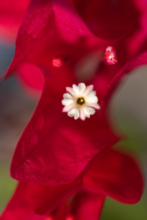 Darmowe zdjęcie z galerii z flora, flora himalajska, flora kwiatowa