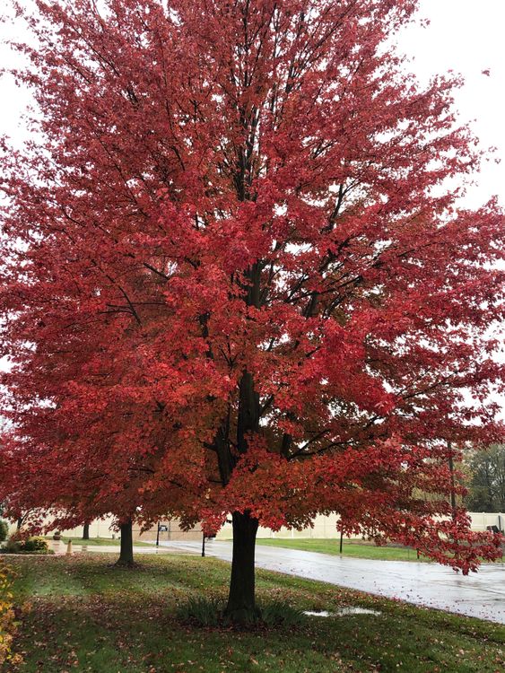Red Tree in Park · Free Stock Photo